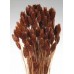 PHALARIS Chocolate 24"